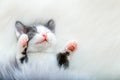 little happy kitten in sleep lift up paws showing pink paw pads on white fluffy plaid. Cat comfortably nap relax at cozy Royalty Free Stock Photo