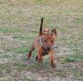 A little happy pup breed pincher run through the green grass in the summer animals