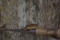 Little harvest mouse running along woodworking tool in the shed