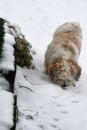 Little havanese dog playing in the snow