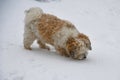 Little havanese dog playing in the snow