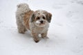 Little havanese dog playing in the snow