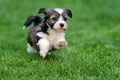Little havanese puppy dog is running in the grass