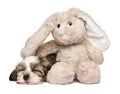 Little Havanese puppy sleeping with a rabbit plush toy