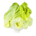 Little head of fresh butterhead lettuce isolated