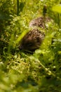 Little hedgehod hiding in green grass