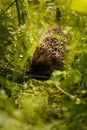 Little hedgehod hiding in green grass