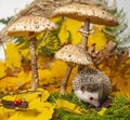 Little hedgehod with parasol mushrooms on forest autumnal background