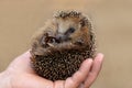 Little hedgehog