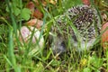 Little hedgehog