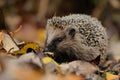 Little Hedgehog Royalty Free Stock Photo