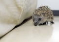 Little hedgehog with brown and white beaks walking. Erinaceinae.