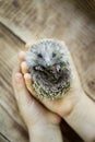Little hedgehog in the childrens hands Royalty Free Stock Photo