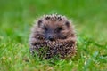 Little hedgehog close up