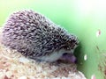 Little hedgehog