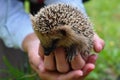 Little hedgehog in a female palm Royalty Free Stock Photo
