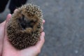 Little hedgehog in a female palm Royalty Free Stock Photo