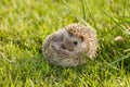 Little Hedgehog in the green grass