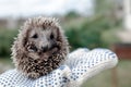 Little hedgehog in hands