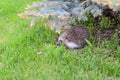 Little hedgehog on the lawn