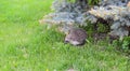 Little hedgehog on the lawn