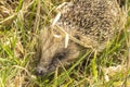 Little Hedgehog on Mt Hobson Auckland New Zealand