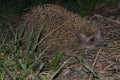 Little hedgehog at night in the woods