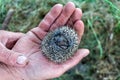 little hedgehog in the palm of your hand, baby wild hedgehog, defenseless