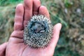 Little hedgehog in the palm of your hand, baby wild hedgehog, defenseless