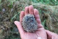 little hedgehog in the palm of your hand, baby wild hedgehog, defenseless
