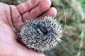 Little hedgehog in the palm of your hand, baby wild hedgehog, defenseless