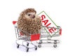 Little hedgehog sitting in small shopping cart with discount sal Royalty Free Stock Photo