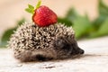Little hedgehog with strawberry carries on the back