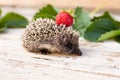 Little hedgehog with strawberry carries on the back