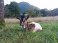 He goat in the field