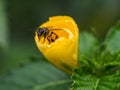 The little hello from the bee inside the yellow flower. Royalty Free Stock Photo