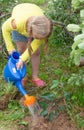 A little helper. In the village, a girl helps in the garden, watering a small apple tree from a watering can. Royalty Free Stock Photo