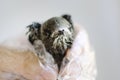 Little helpless blind chick sweeping, closeup, selective focus. Bird problems, help wildlife