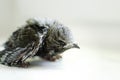 A little helpless chick sweeping on a white background, close-up