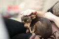 a little helpless toy terrier lay down to rest in his box