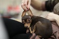 a little helpless toy terrier lay down to rest in his box