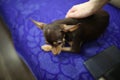 a little helpless toy terrier lay down to rest in his box