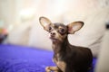 a little helpless toy terrier lay down to rest in his box