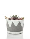 Little hens and chicks succulent plant in a handcrafted concrete
