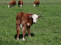 Little Hereford calf looking back walking away from camera with cows grazing in field behind Royalty Free Stock Photo