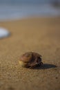 Little Hermit crab on beach sand waves. Hermit crab hiding inside of shell