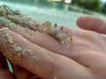 Little hermit crab in the hand Royalty Free Stock Photo