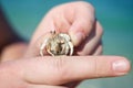 Little hermit crab