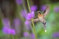 Little hermit hovering next to violet flower, bird in flight, caribean Trinidad and Tobago, natural habitat, beautiful hummingbird Royalty Free Stock Photo