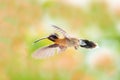 Little Hermit hummingbird flying with and orange and green background.